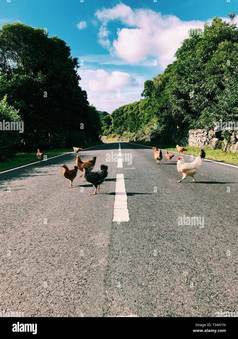 Chicken road - Descubre el Mónaco de la Aventura en el Chicken Road Casino España