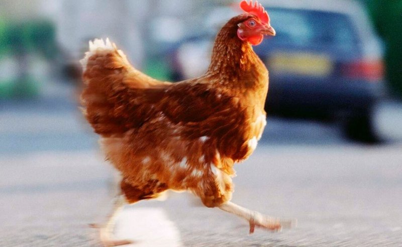 A look at chicken road online A look at chicken road online